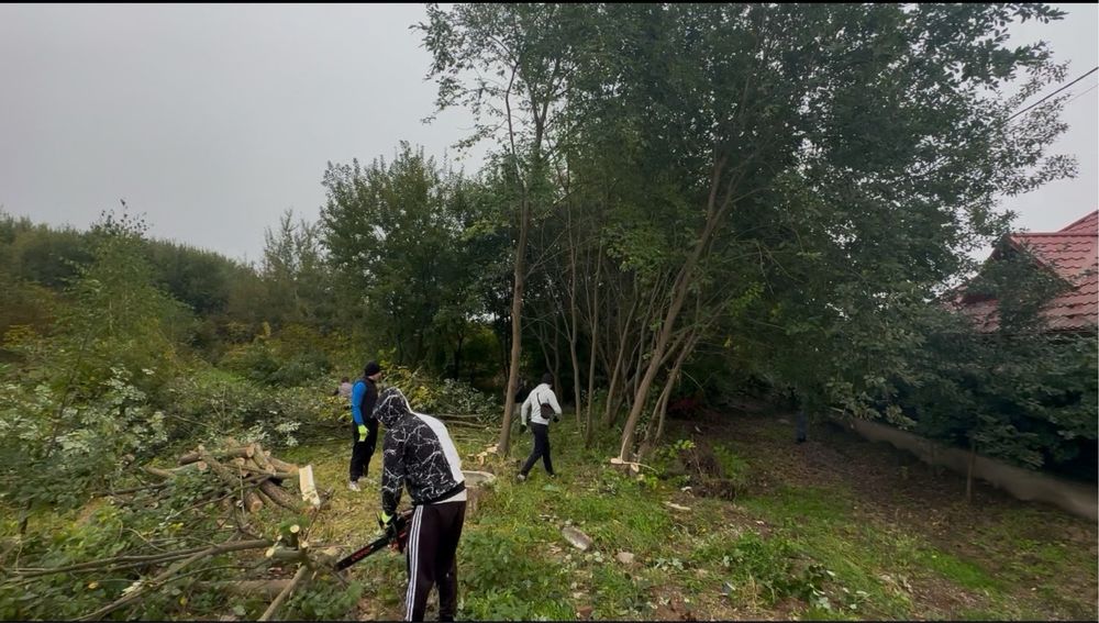 Щепування, подрібнення гілок, чистка