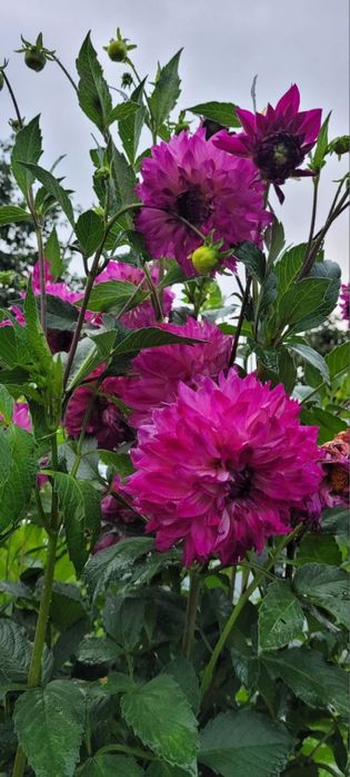 Неділені кущі клубні жоржин жоржини клубни георгины