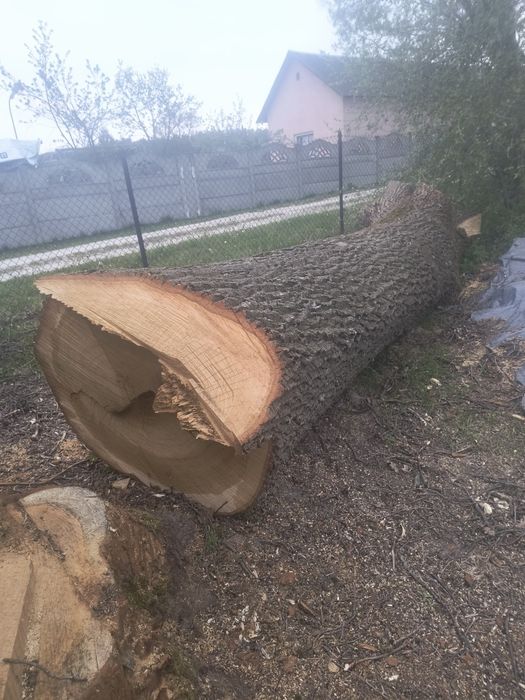 Drzewo dąb w ścinane