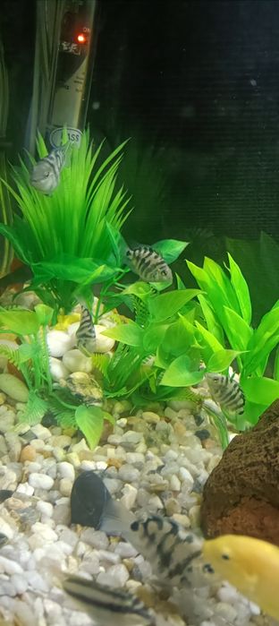 Papagaio anão para troca por outra espécie