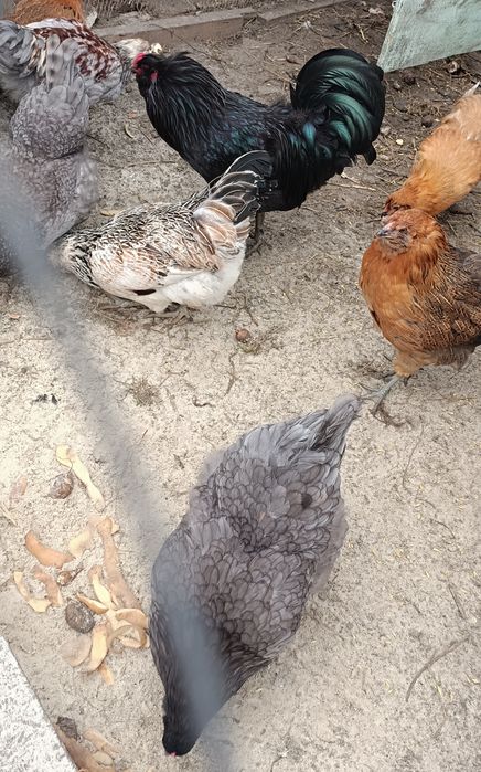 Інкубаційне яйце Амераукана