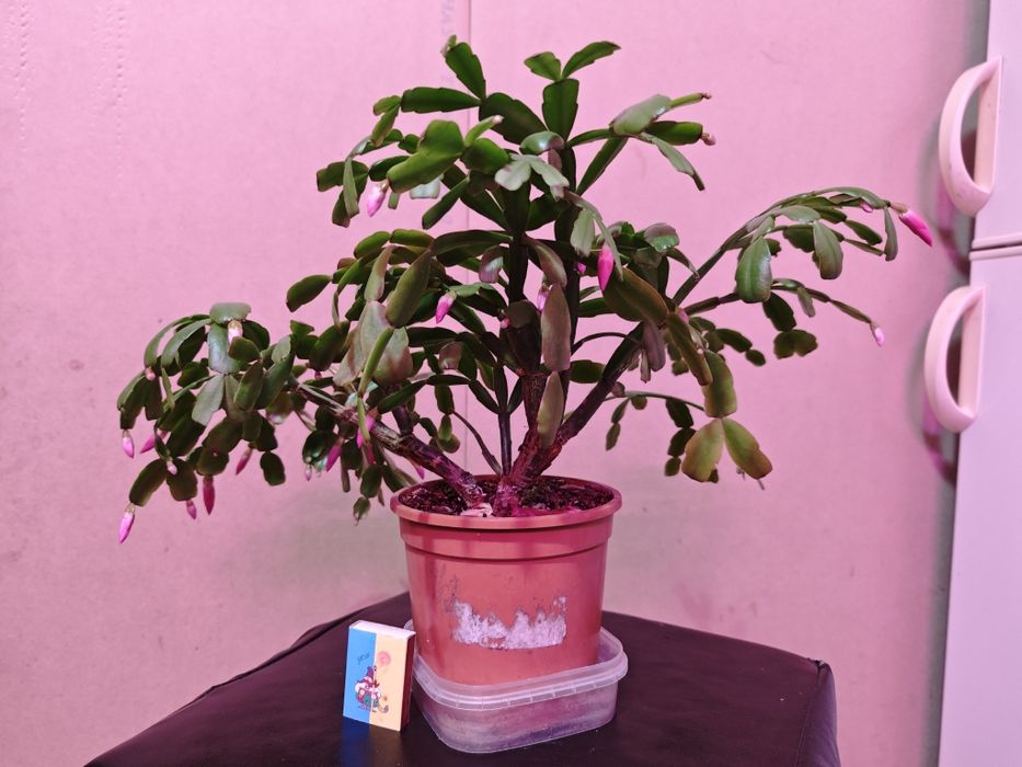 Різдвяник, шлюмбергера рожевий