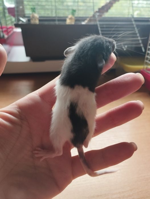 Дамбо криси хлопчики