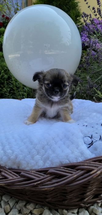 Przecudowny malutki chłopczyk chihuahua długowłosy