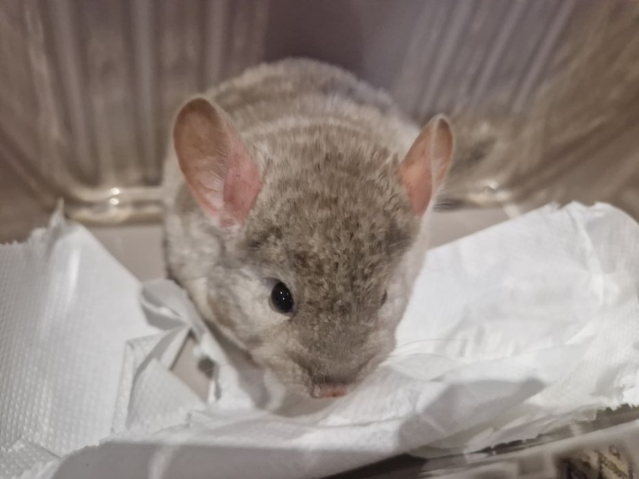 Szynszyl chinchilla шиншила