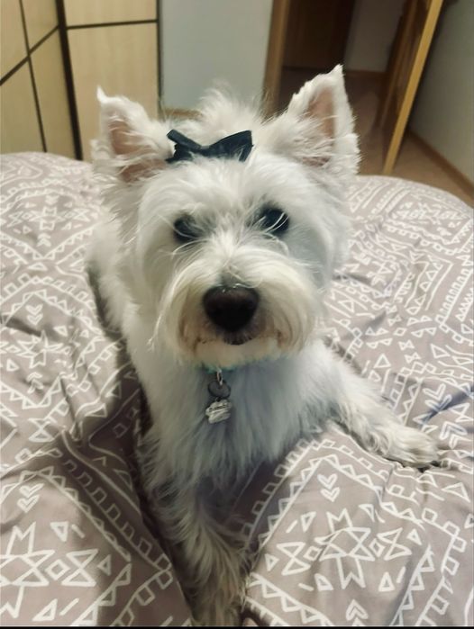 Suczka west highland white terier