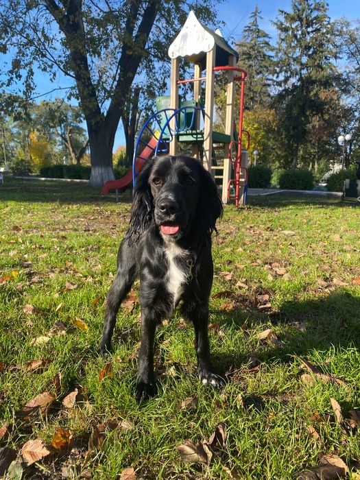 Цуценята кокер спаніель (метис)