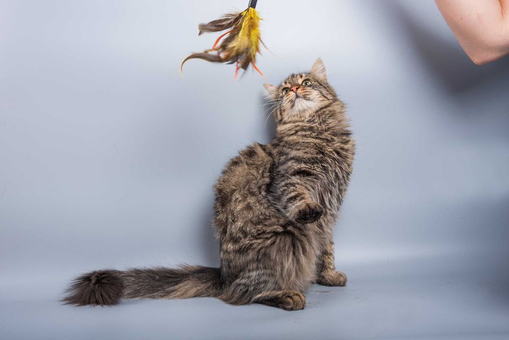 Молодий котик, кіт Грей в пошуках дому, 1 рік, стерилізований