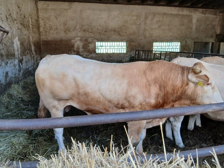 Byk buchaj Blonde d'Aquitaine