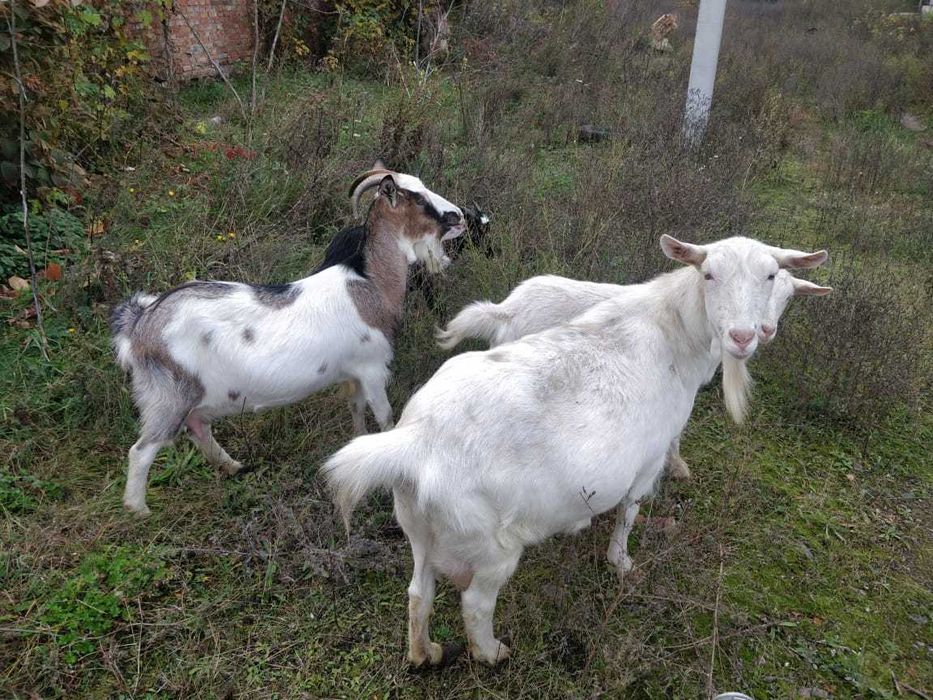 Продаються кози.