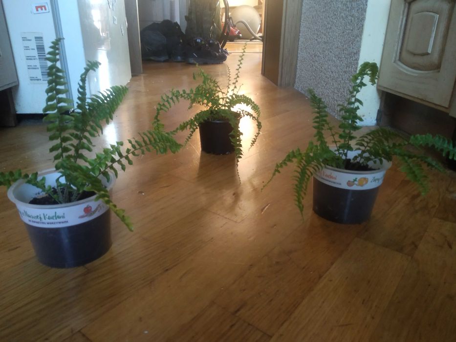 paprotka z własnej hodowli