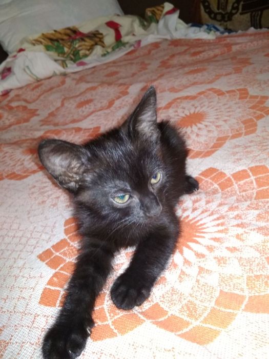 Бесплатно отдаем котят от шотландской вислоухой кошки