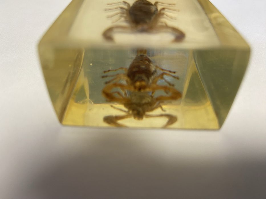 Escorpião em resina