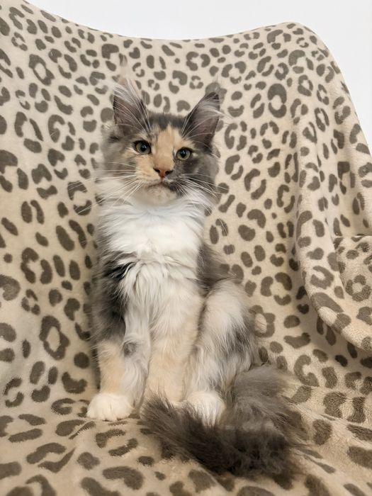 Kotka Kanada Maine Coon