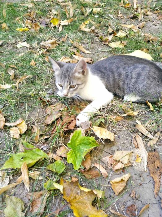 Віддамо в добрі руки!