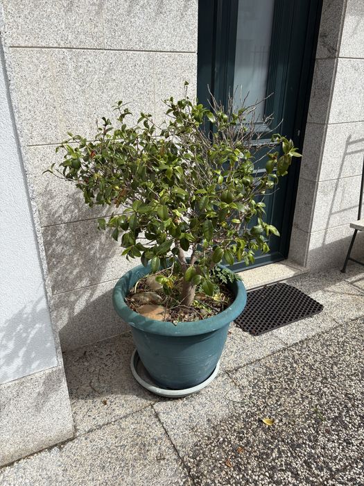 Japoneira camélia em vaso