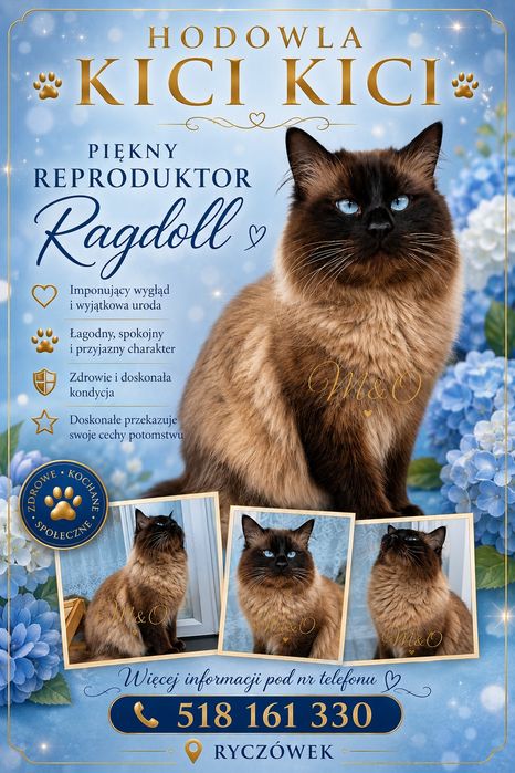 Nasz Piękny RAGDOLL - REPRODUKTOR pełen energii