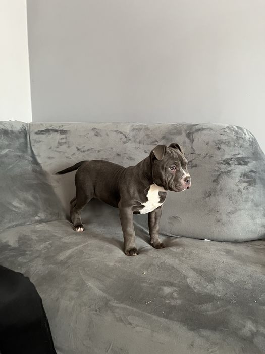 Suczka rasy American Bully