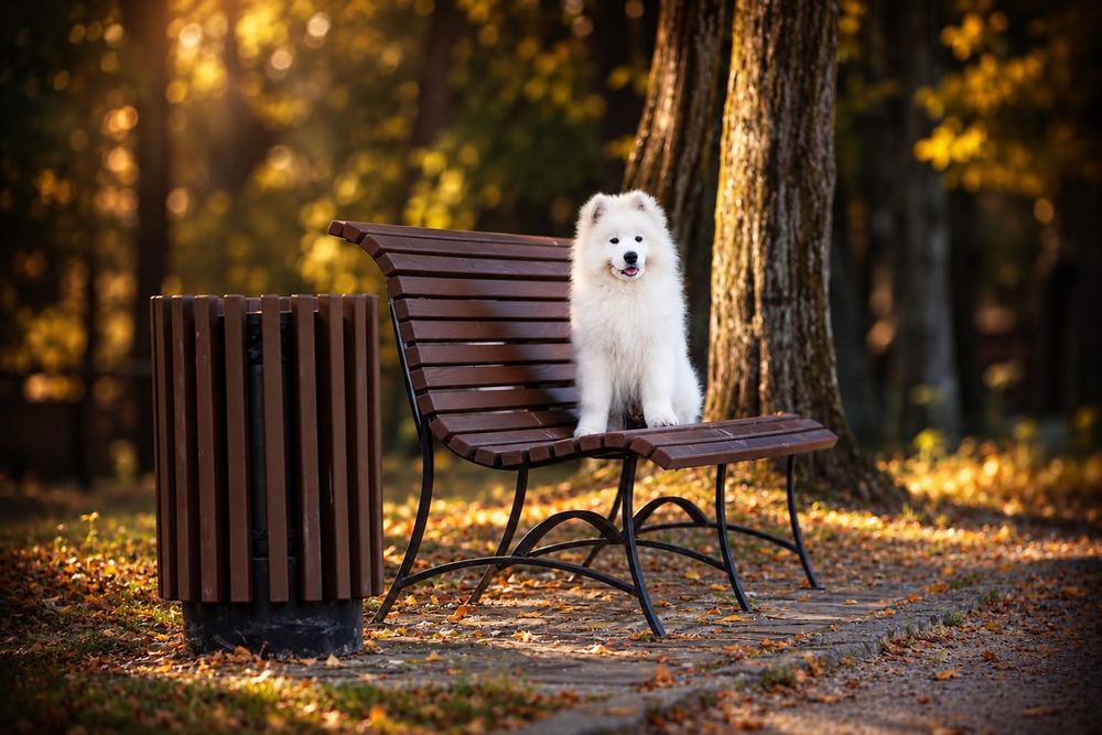 Samoyed z hodowli ZKwP