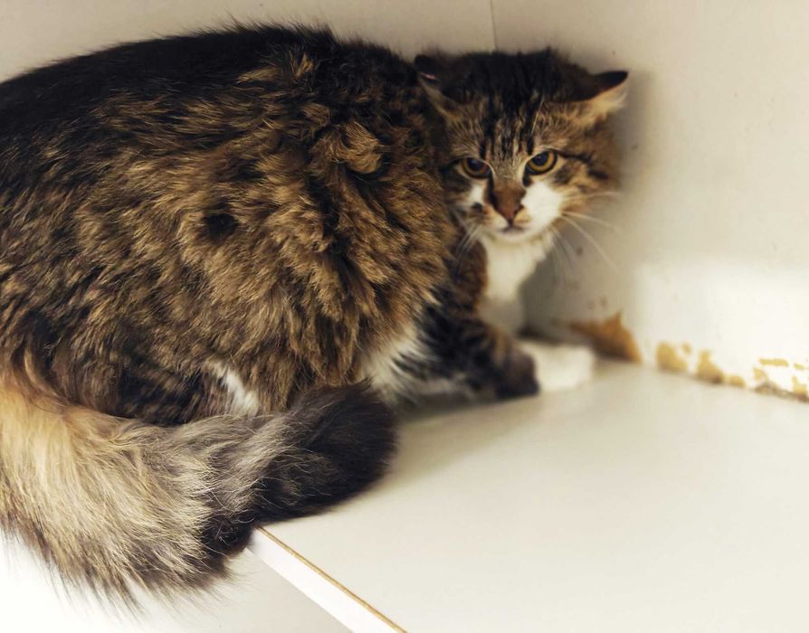 Чарівний і милий малюк, котик Максік, 10 міс, кіт, кот, шукає родину