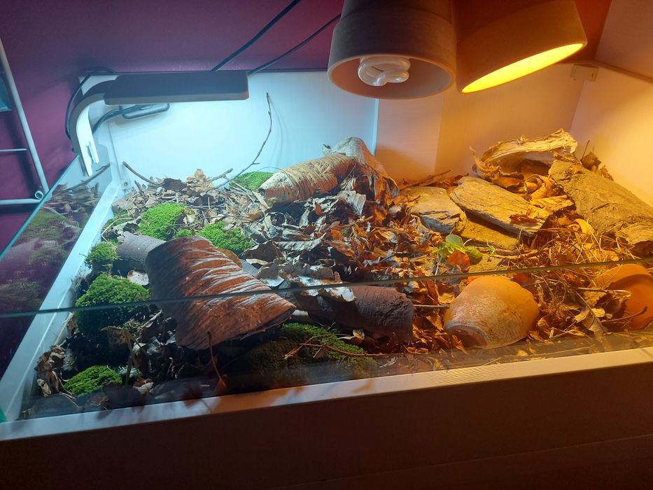 Terrarium różne wymiary