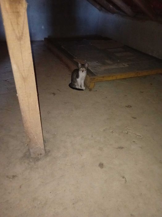 Disp. Dá-se 1 gata bebé de 3 meses familia ou F. Acolhimento