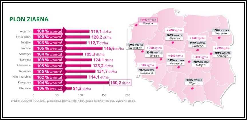 Kukurydza SUNBIRD - Wysoki Plon Ziarno Dent Nasiona Kukurydzy IGP