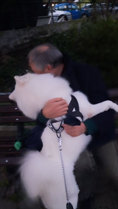 Passeio cães (Carnaxide a Algés)