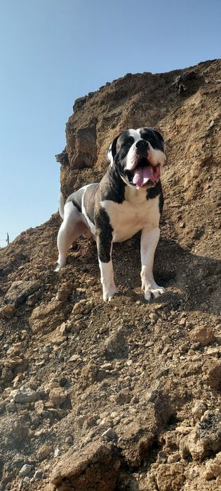 Американський бульдог ( вязка)