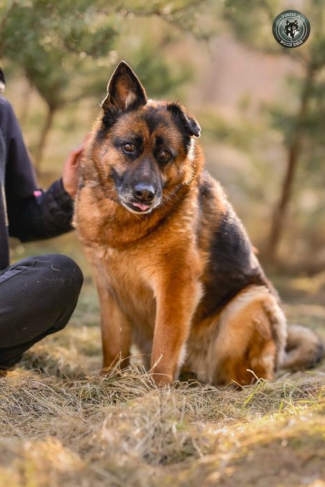 Korsa suczka , owczarek niemiecki , adopcja z fundacji