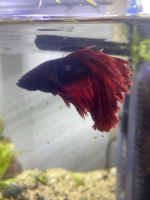 Beta adulto vermelho e saudavel