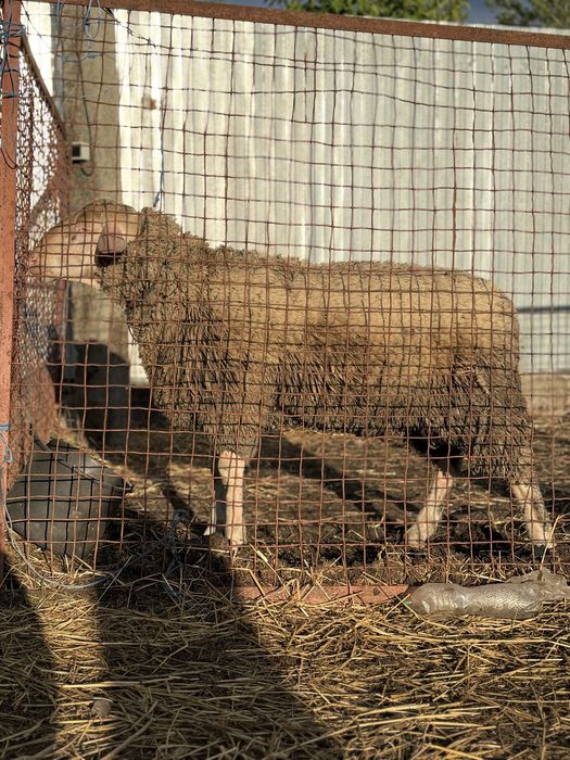 Мериноландшаф баран на розведення