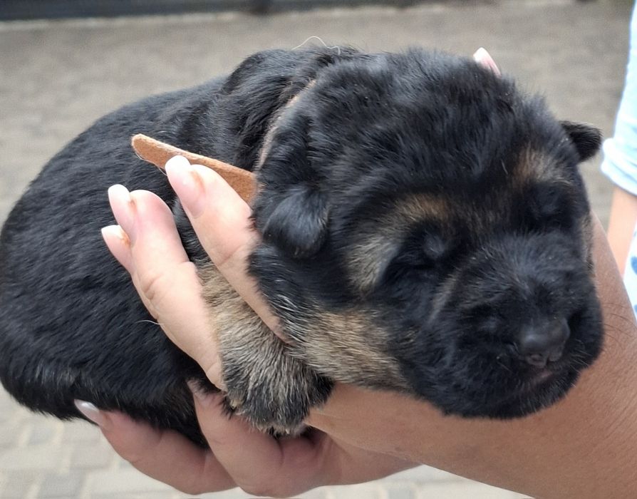 Цуценята німецької вівчарки