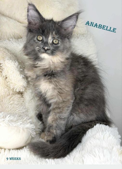 Koteczka maine coon łagodne olbrzymy piękne linie