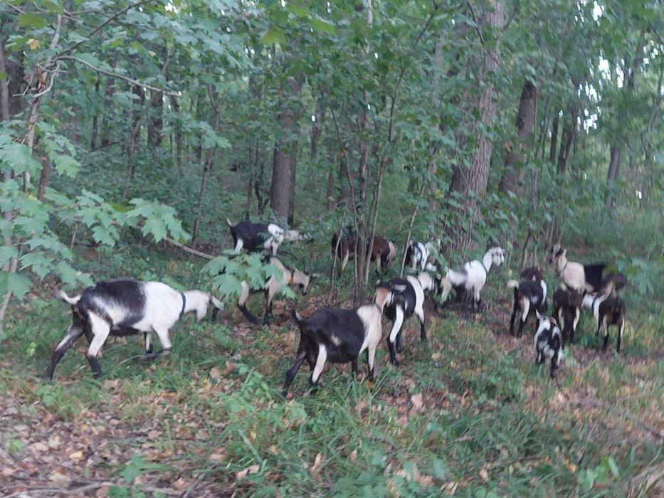 Продам козий сыр (адыгейскй), молоко,  творог, козий жир.