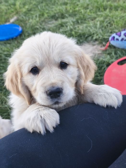 Golden Retriever ZKwP  gotowe do odbioru