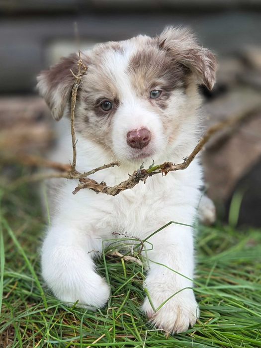 BORDER COLLIE szczeniak red merle ZKwP FCI certyfikat ECVO