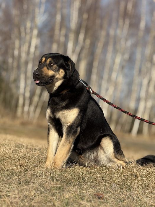 Piesek do Adopcji