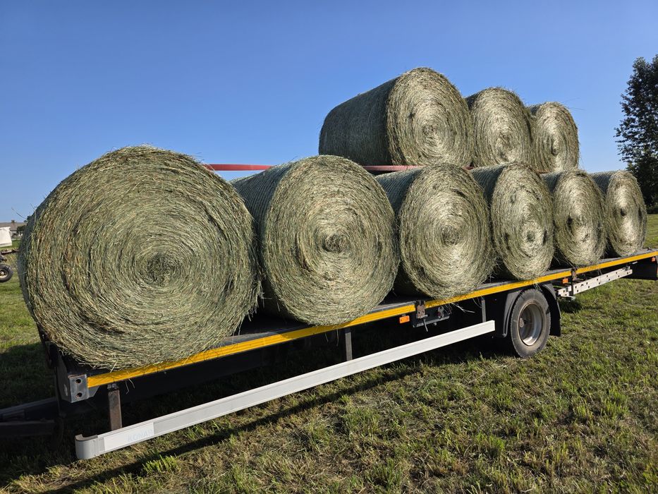 Siano bele sprzedam  po pasówce