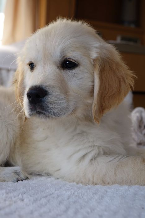 Golden Retriever suczka gotowa do odbioru