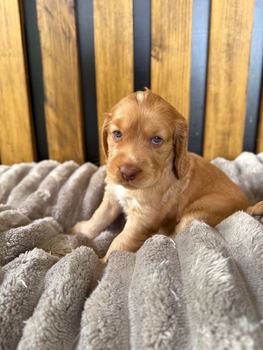 Cocker Spaniel Angielski