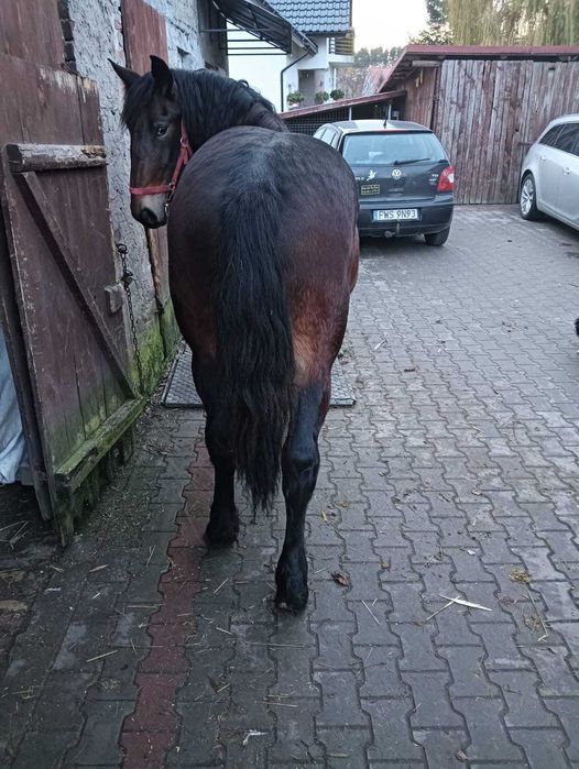 Sprzedam klaczkę 15mc