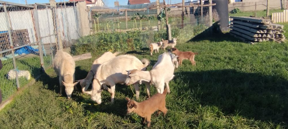 Vendo cabras  sem cornos