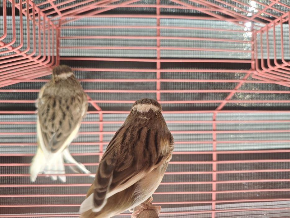 Kanarki samce i samice