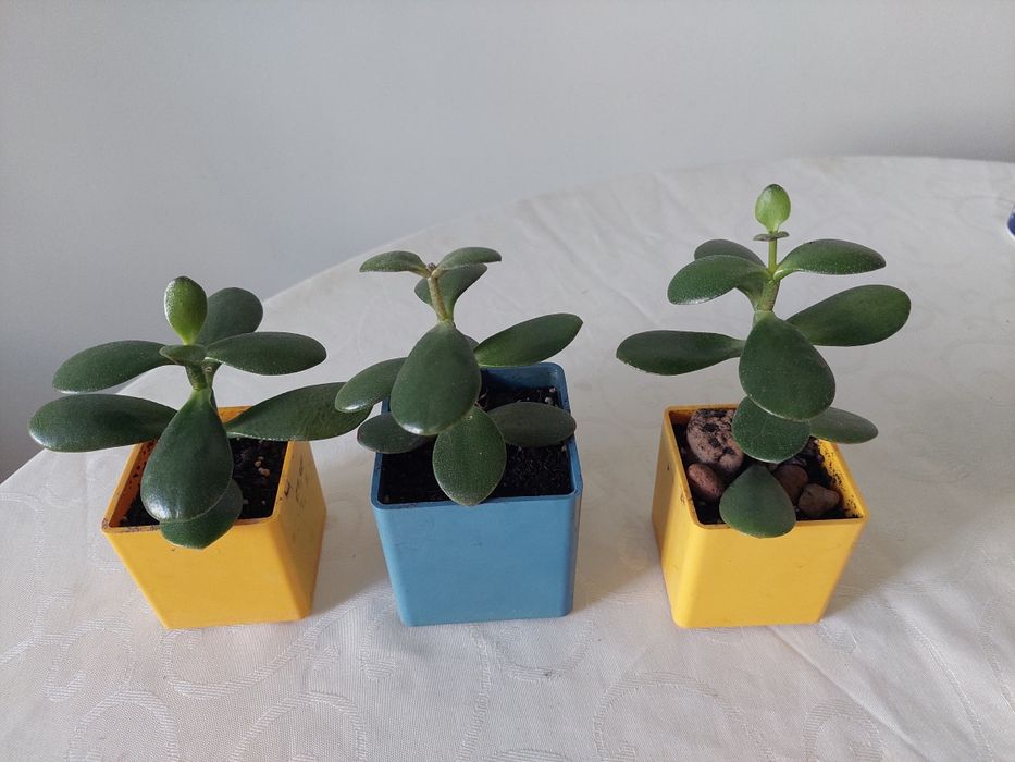 Денежное дерево . Толстянка . Черенки .