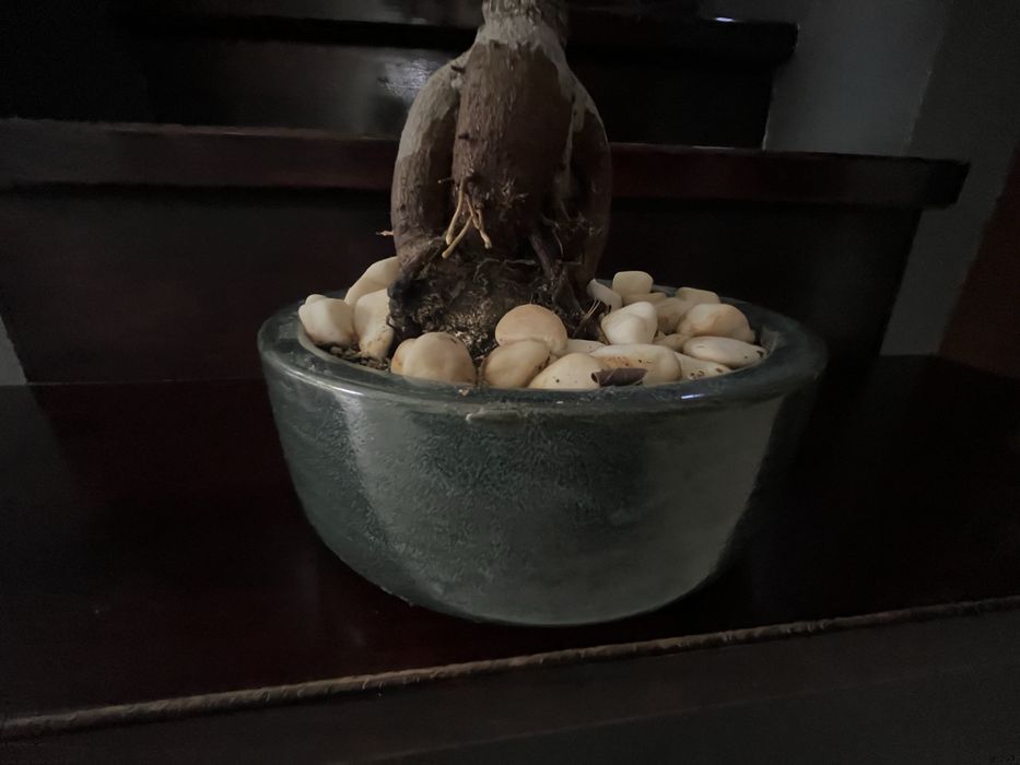 Drzewko typu bonsai - duze