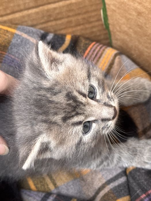 Продамо котенят різних порід