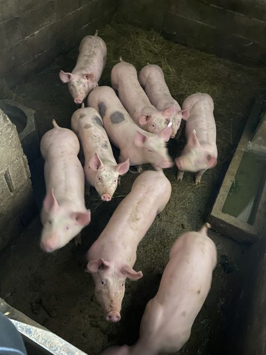 Vendo porcos com 50/60k