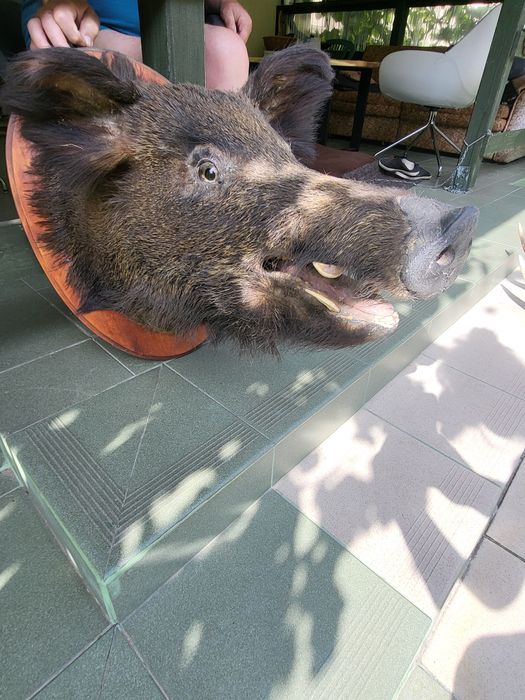 Sprzedam spreparowany korpus  dzika