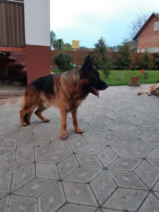 Німецька вівчарка,  дівчинка.